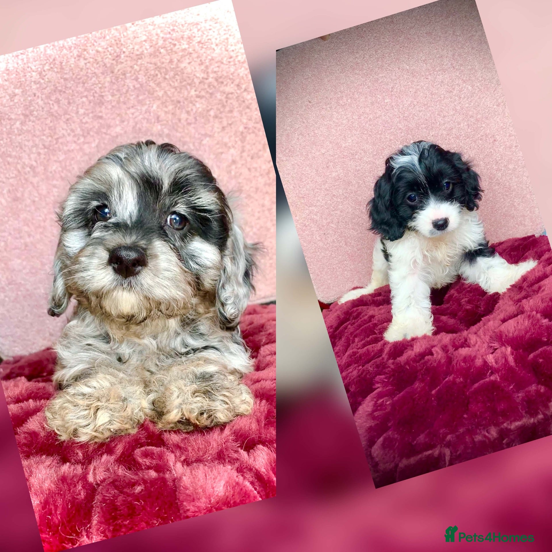Cavapoo dogs Beautiful F1 Cavapoo puppies - Advert 13