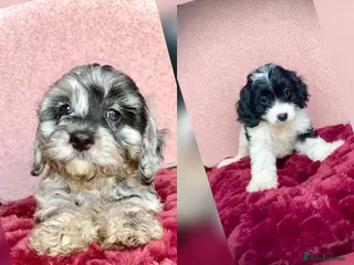 Cavapoo dogs Beautiful F1 Cavapoo puppies only one available - Advert 1