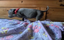 Staffordshire Bull Terrier dogs for sale: Beautiful Kennel registered blue staffie for sale  - Image 11