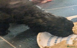 Mixed Breed dogs for sale: Miniature toy poodles  - Image 5