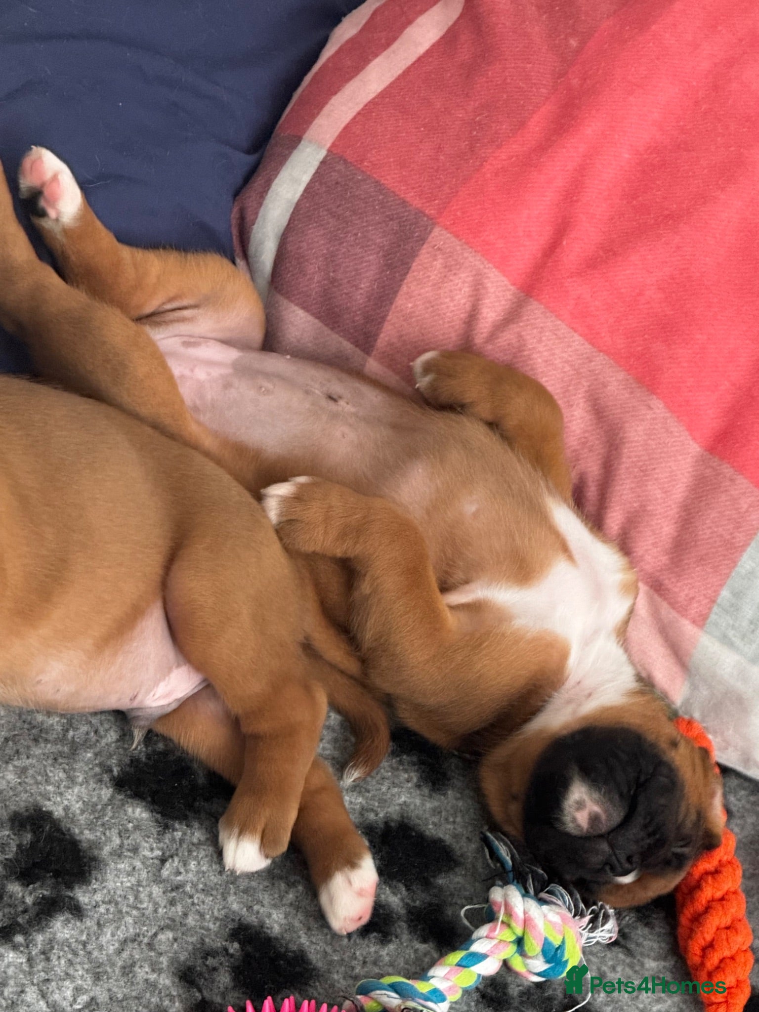 Boxer dogs charthaihen boxers - Advert 5