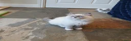 Ragdoll cats for sale: 💖Very Beautiful GCCF Registered Ragdoll Kittens. - Advert 16