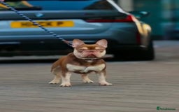 French Bulldog dogs for sale: SNUGGLY FRENCH BULLDOG PUPPIES - Image 6