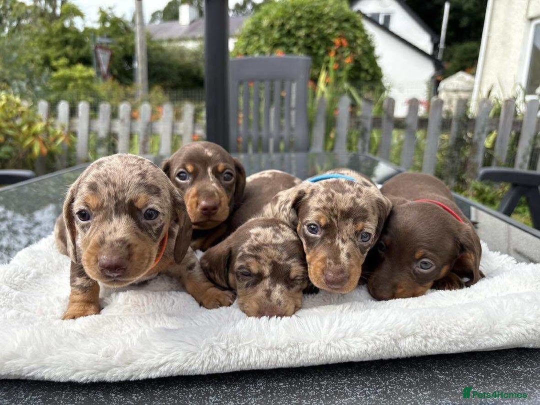 Miniature Dachshund dogs for sale: *READY NOW! 2 STUNNING KC REG MINI DACHSHUND BOYS* - Image 15