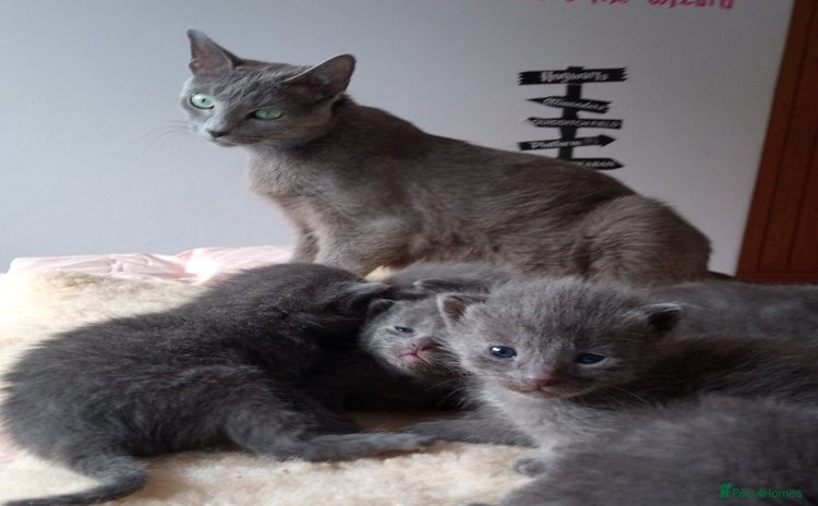 Russian Blue cats - Advert 2