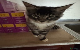 Maine Coon cats for sale: Only 2 left. BEAUTIFUL PEDIGREE MAINECOON KITTENS  - Image 6