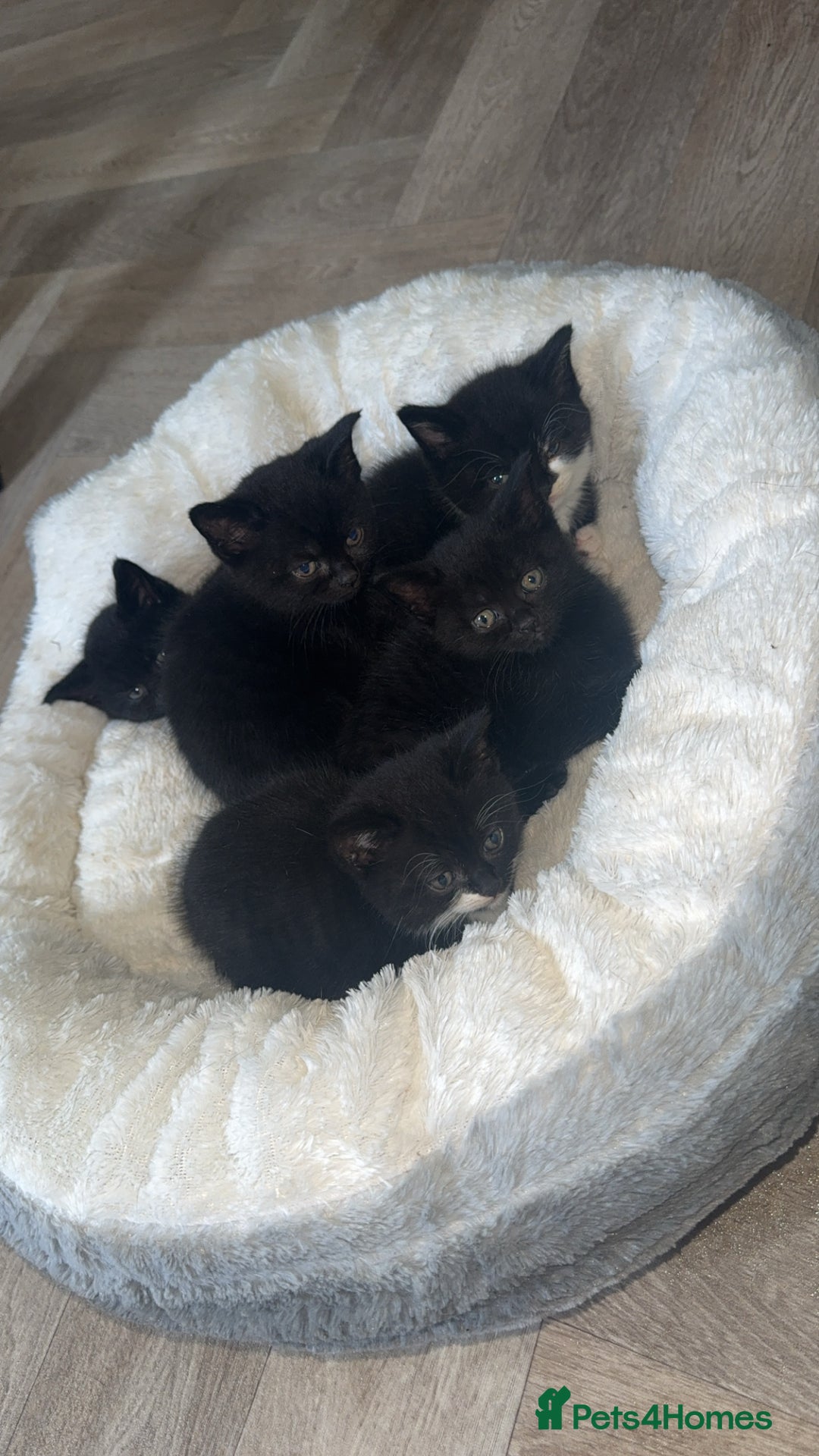 British Shorthair cats for sale: British short hair X 3/4 - Image 5