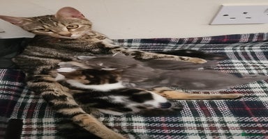 Oriental cats - Advert 3