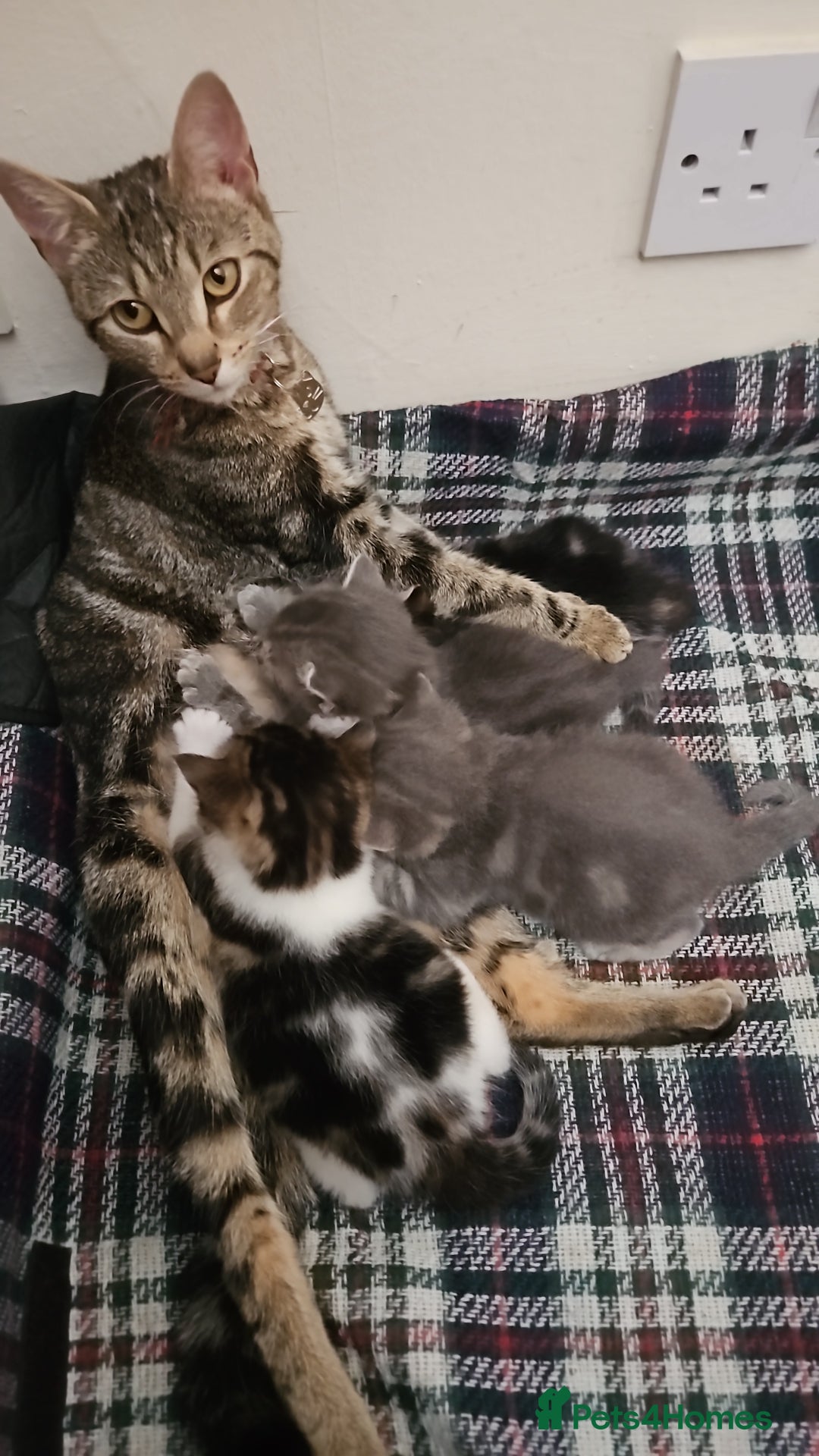Oriental cats for sale: Kittens  - Image 3