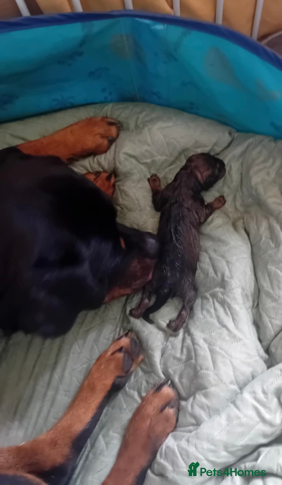 Mixed Breed dogs for sale: Rogue  - Advert 3