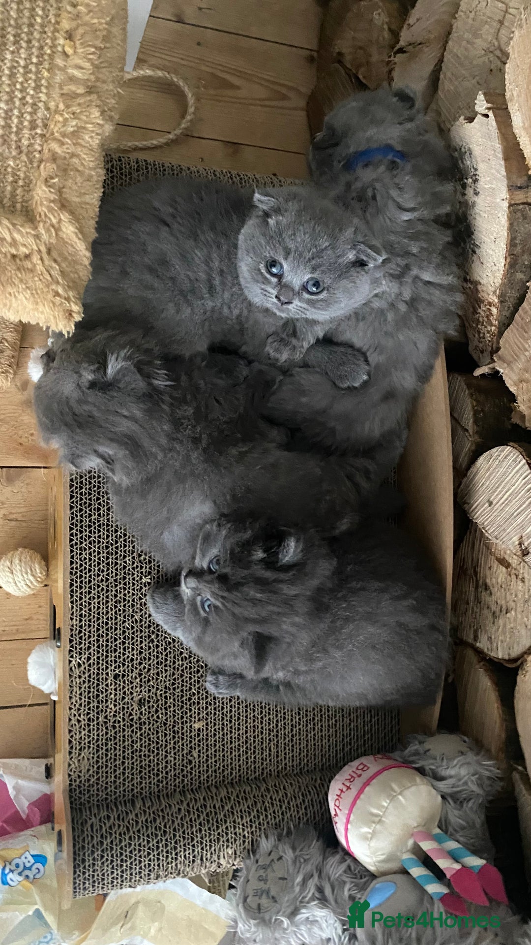 Scottish Fold cats for sale: Scottish fold kittens - Image 1