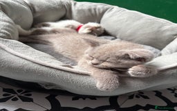 British Shorthair cats for sale: British Shorthair Champion Line kittens 🏆🥇😻 - Image 7