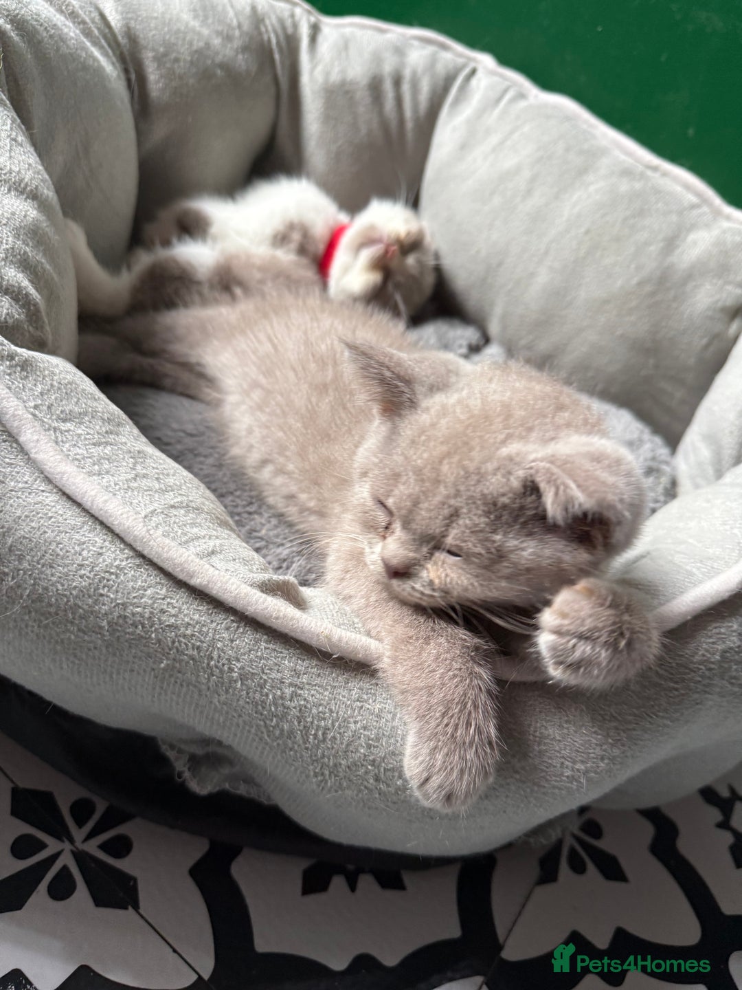British Shorthair cats for sale: British Shorthair Champion Line kittens 🏆🥇😻 - Image 7