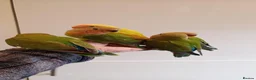 Lovebirds birds for sale: Hand reared baby Lovebirds for sale - Advert 1