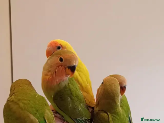 Lovebirds birds for sale: Hand reared baby Lovebirds for sale - Advert 1