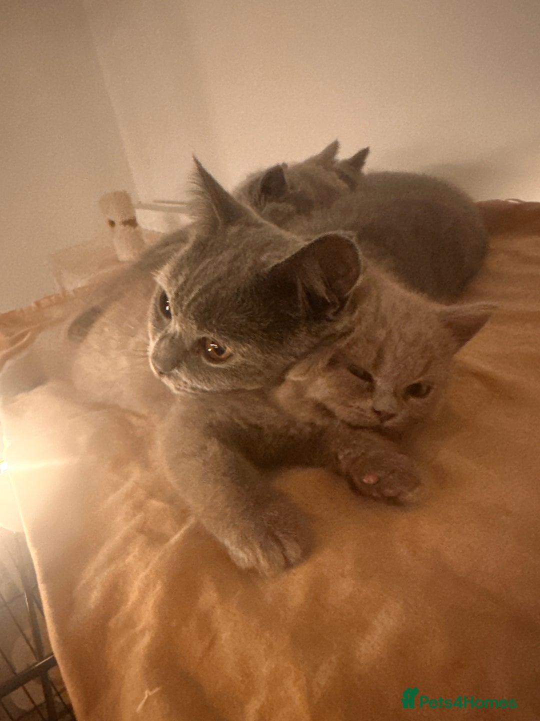 British Shorthair cats for sale: 2 lilac British shorthair boys 🐻💙🐻 - Image 16