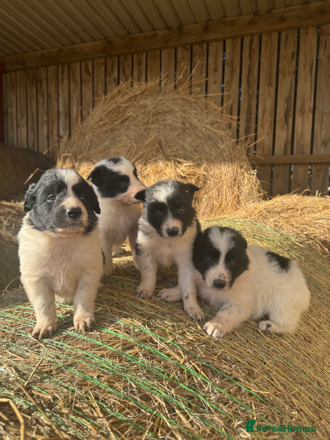 Border Collie dogs for sale: Very cute Border Collie Pups From Working Dogs - Advert 24