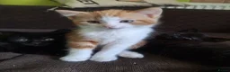 Mixed Breed cats for sale: Very nice kittens:3 boys and 3 girls - Advert 4