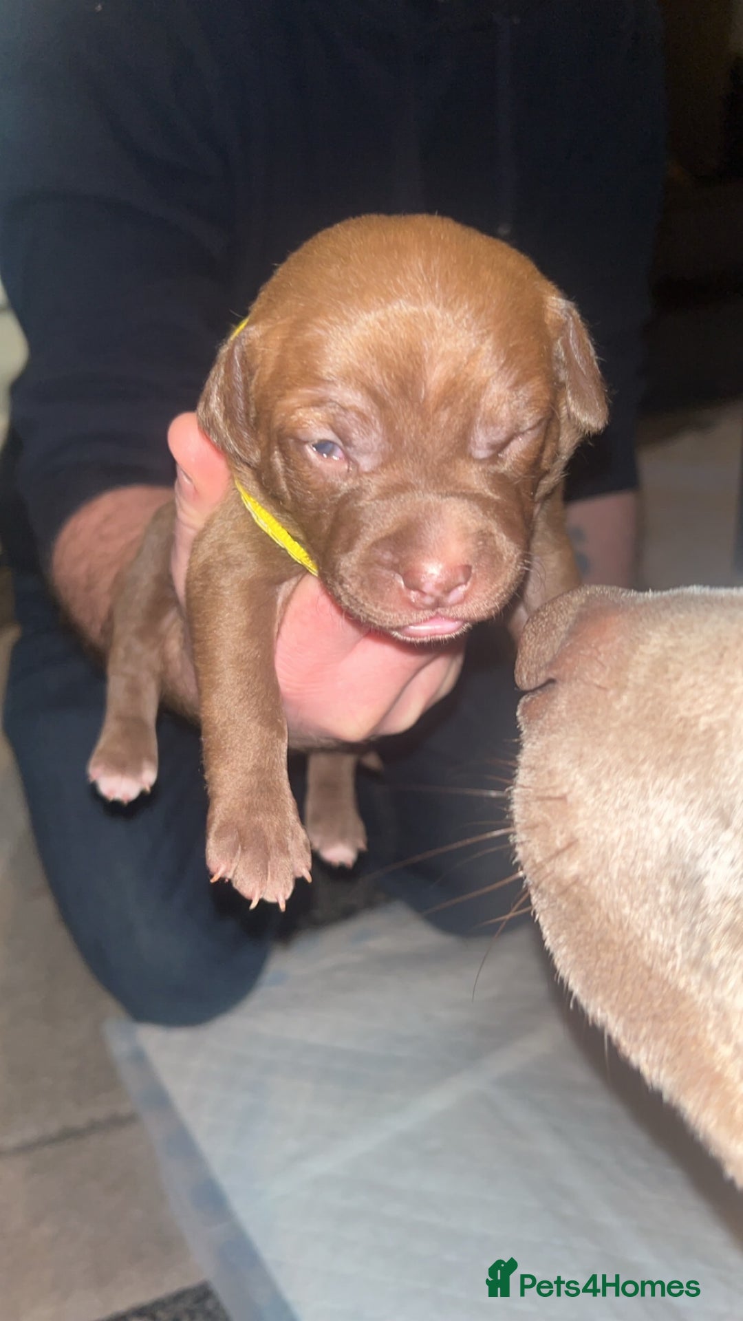 Staffordshire Bull Terrier dogs for sale: Staffy pups for sale  - Advert 9