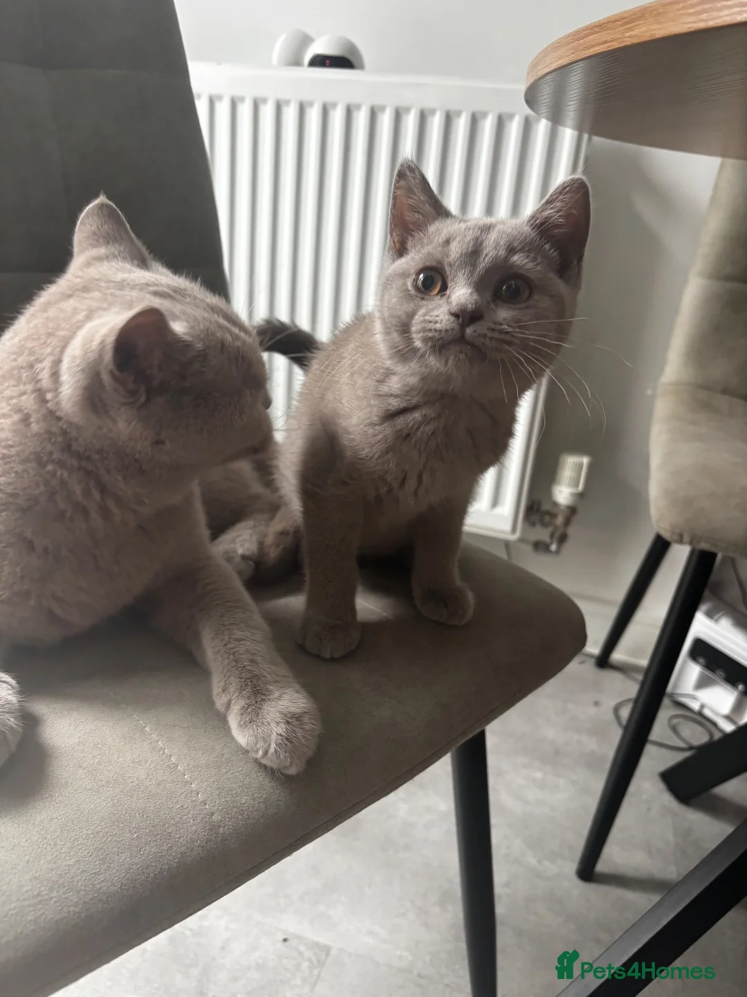 British Shorthair cats for sale: GCCF Lilac Male Kitten  - Advert 3