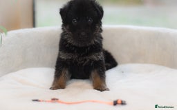 German Shepherd dogs for sale: 5 Generation KC - straight backed GSD puppies  - Image 25