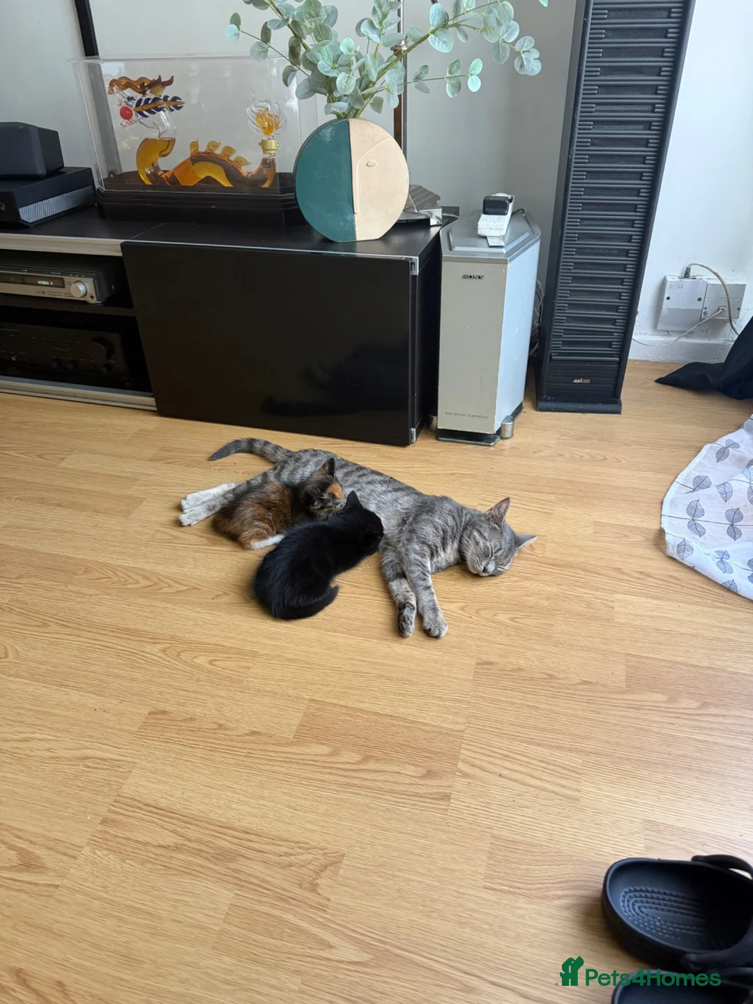 Mixed Breed cats for sale: 2 Mixed Breed Kittens for sale. - Advert 7