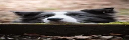 Border Collie dogs for sale: Show Quality KC Reg Border Collie Puppies  - Advert 24