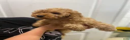 Cockapoo dogs for sale: Cockapoo Female F1b for sale - Advert 2