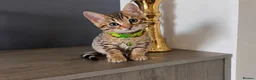 Bengal cats for sale:  Beautiful Bengal Kittens  - Advert 7
