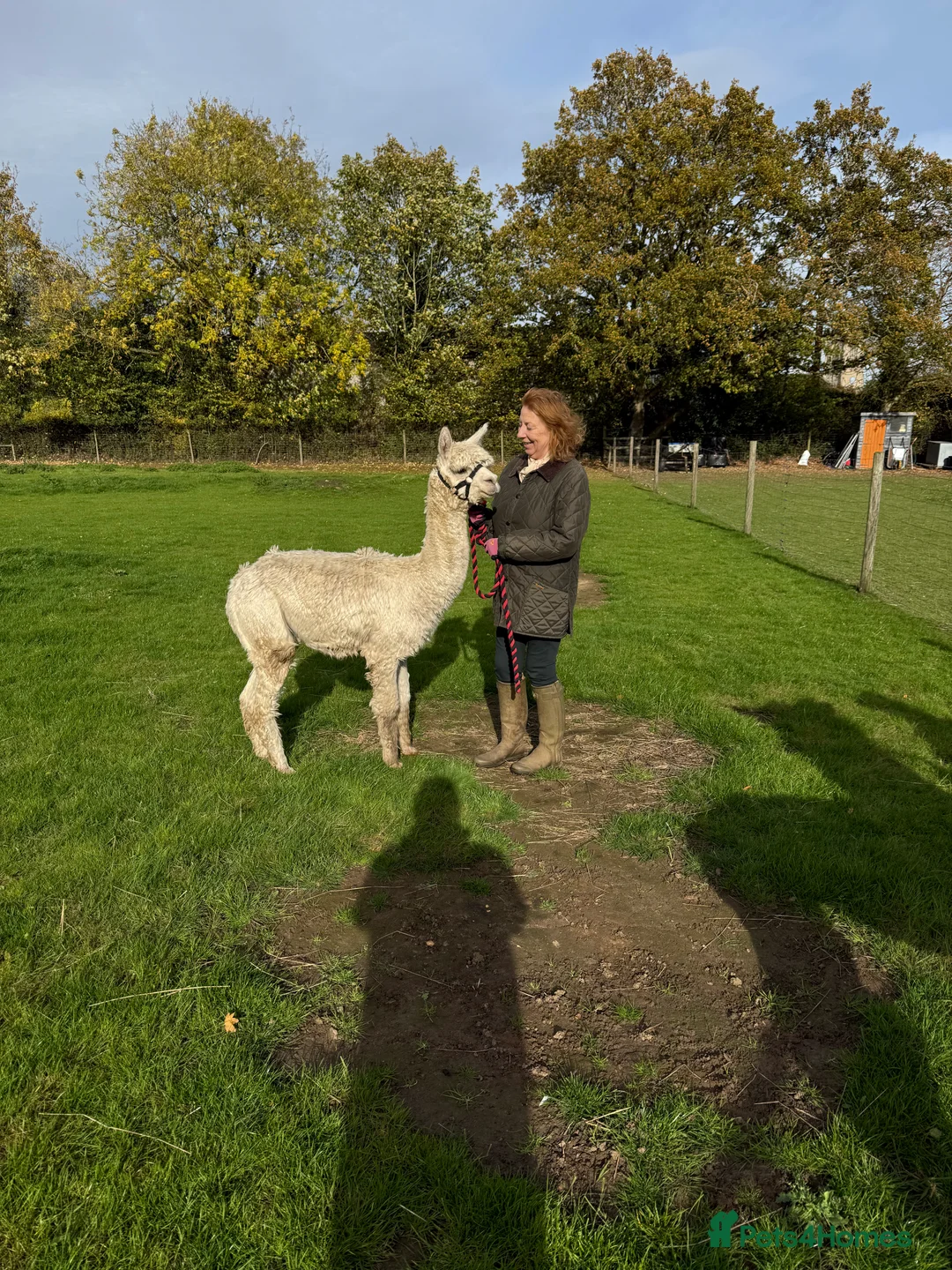 Alpaca livestock for sale: Four Pet Male Alpaca - Advert 2