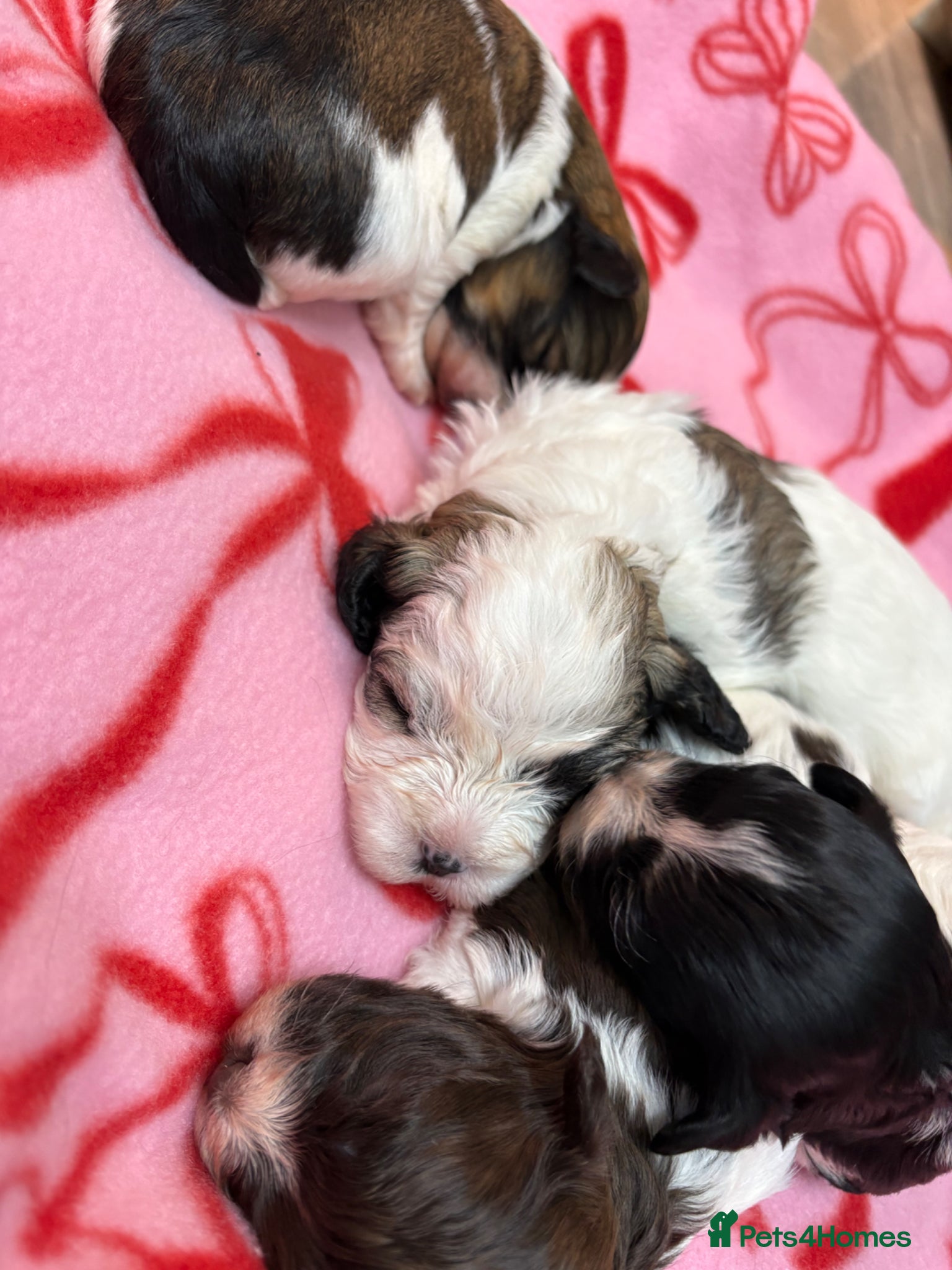 Havanese dogs Beautiful KC Registered Havanese Puppies - Advert 2