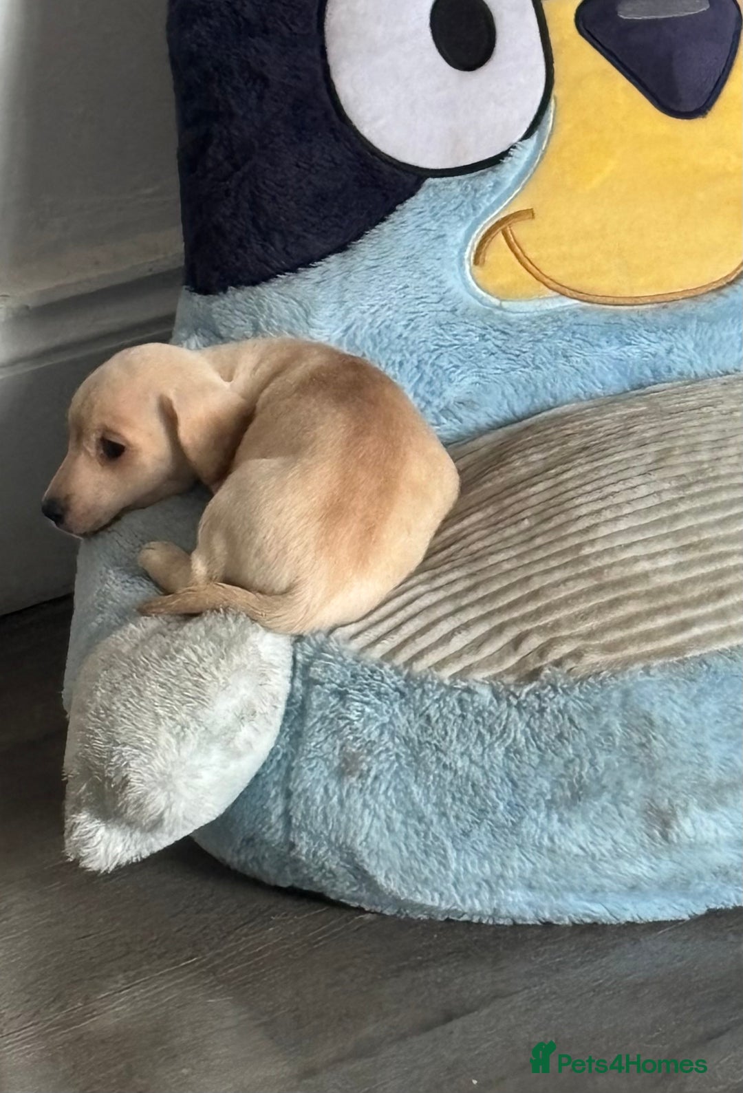 Miniature Dachshund dogs for sale: Female cream dachshund  - Image 2