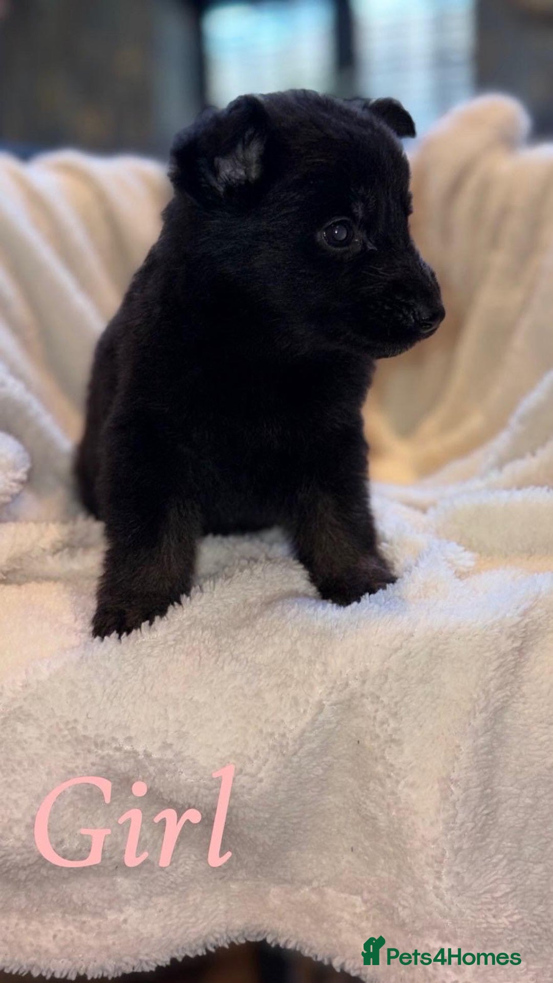 German Shepherd dogs for sale: 10 beautiful German shepherd puppies for sale  - Advert 3