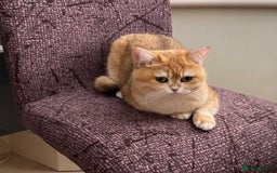 British Shorthair cats for sale: Black Golden Chinchilla  - Image 9