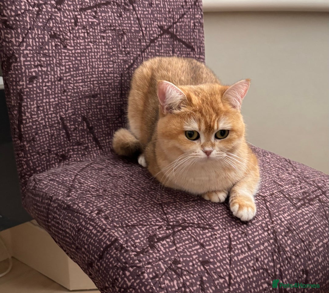 British Shorthair cats for sale: Black Golden Chinchilla  - Image 9