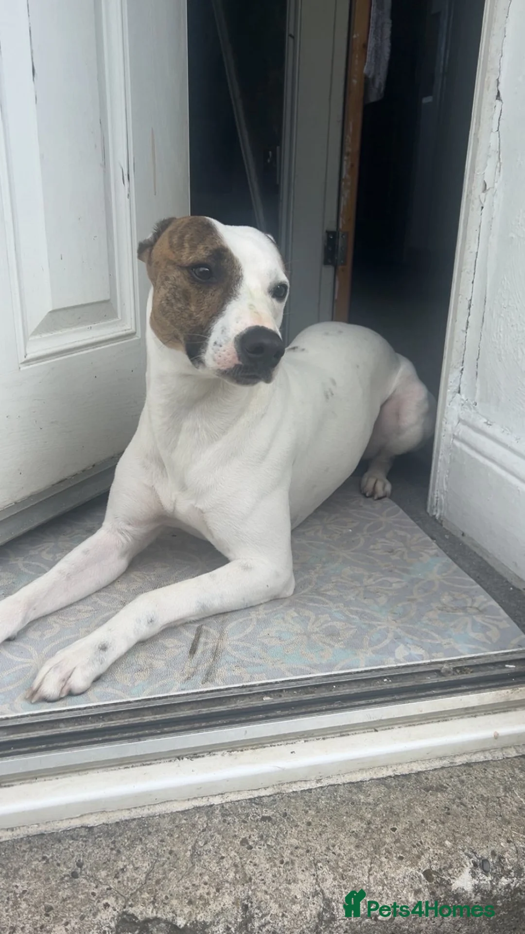 Lurcher dogs for sale: Five Lurcher Pups Ready To Go - Advert 7