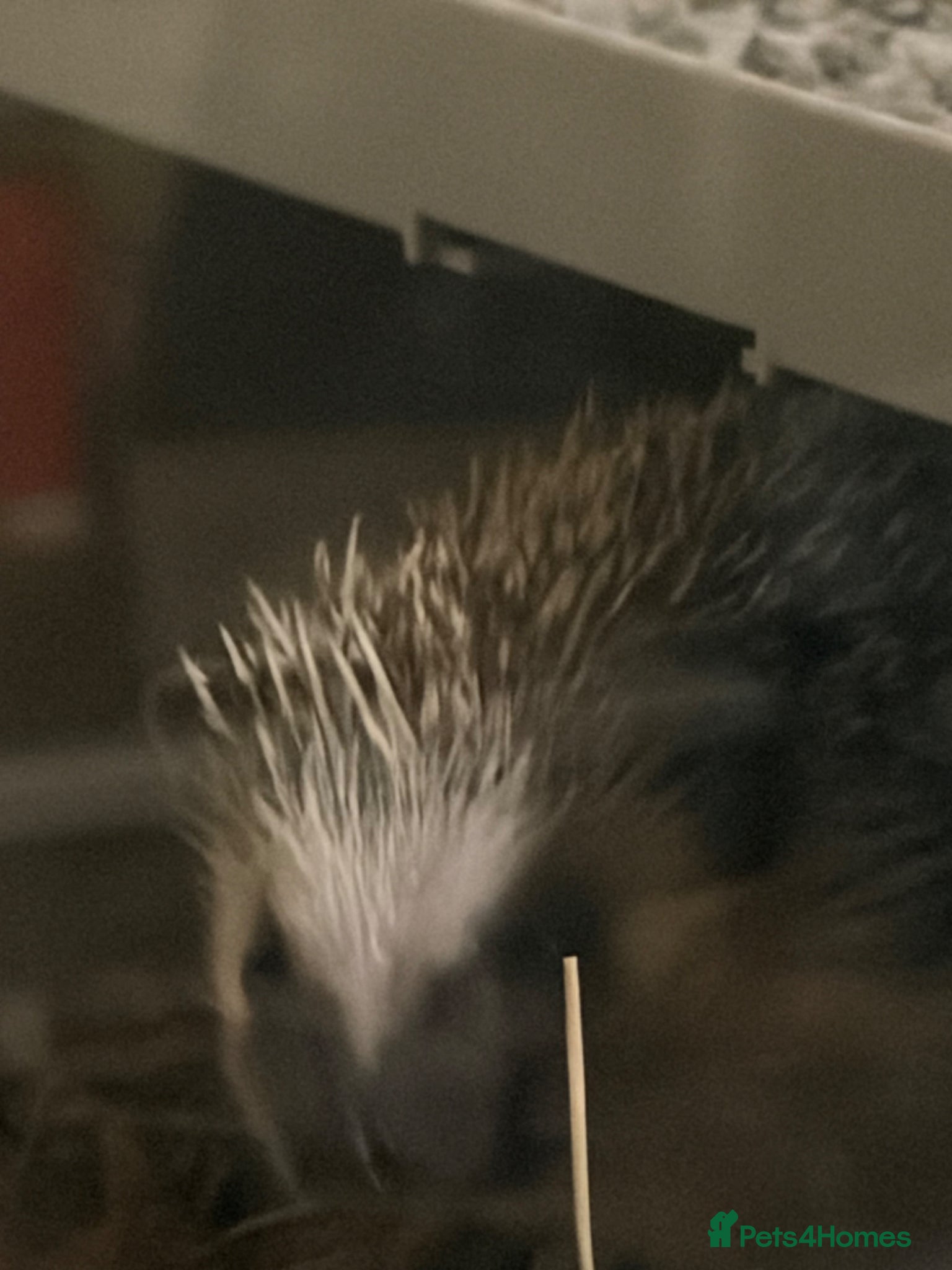 Pygmy Hedgehog rodents Pair Pygmy Hedgehogs Emergency Rehoming - Advert 1