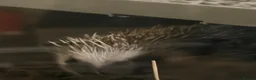 Pygmy Hedgehog rodents for sale: Pair Pygmy Hedgehogs Emergency Rehoming - Advert 1