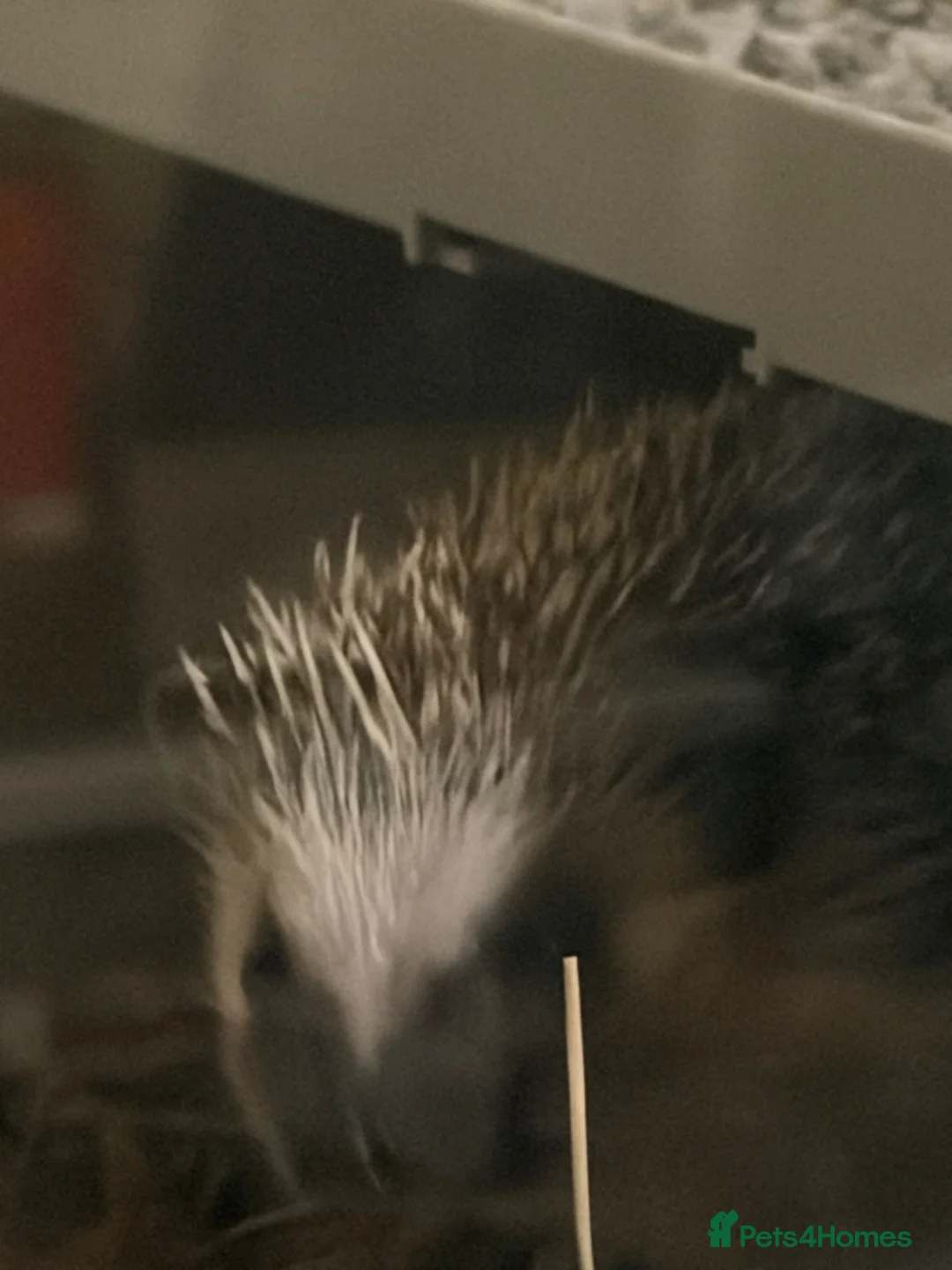 Pygmy Hedgehog rodents for sale: Pair Pygmy Hedgehogs Emergency Rehoming - Advert 1