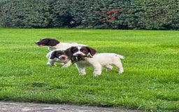 English Springer Spaniel dogs for sale: READY TO GO KC REG ESS PUPPIES - Image 7