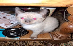 Mixed Breed cats for sale: Gorgeous and rare colour kittens 8weeks ready now - Image 5
