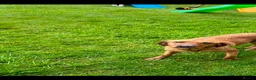 Labrador Retriever dogs for sale: KC Fox Red Labradors - Advert 6