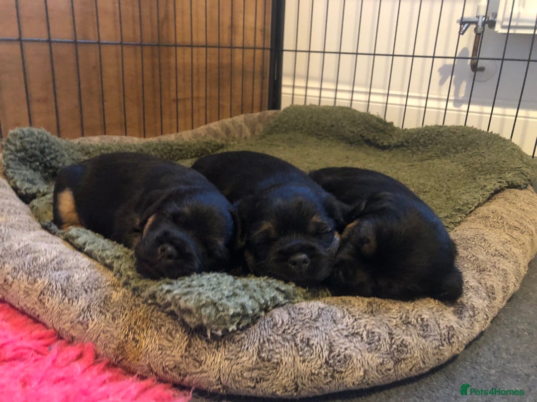 Border Terrier dogs for sale: KC reg Border Terrier Puppies for sale  - Advert 4