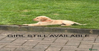 Labrador Retriever dogs in Lanark - Advert 3