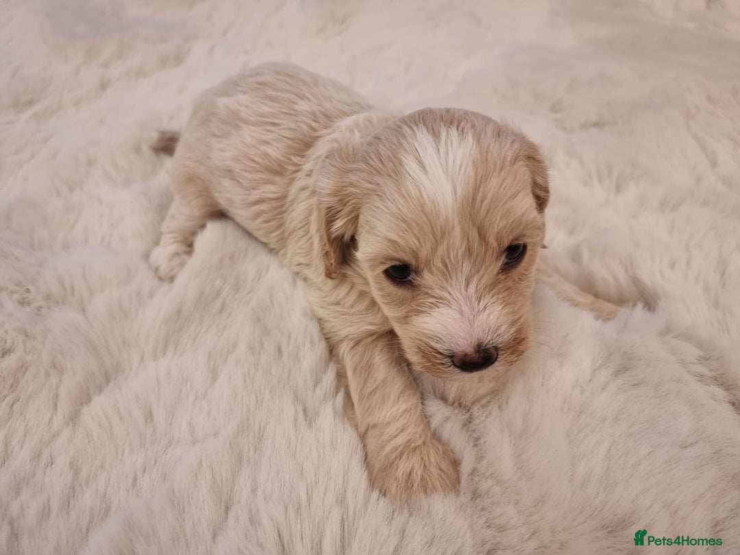 Maltipoo dogs for sale: Beautiful Maltipoo Puppies - Advert 4