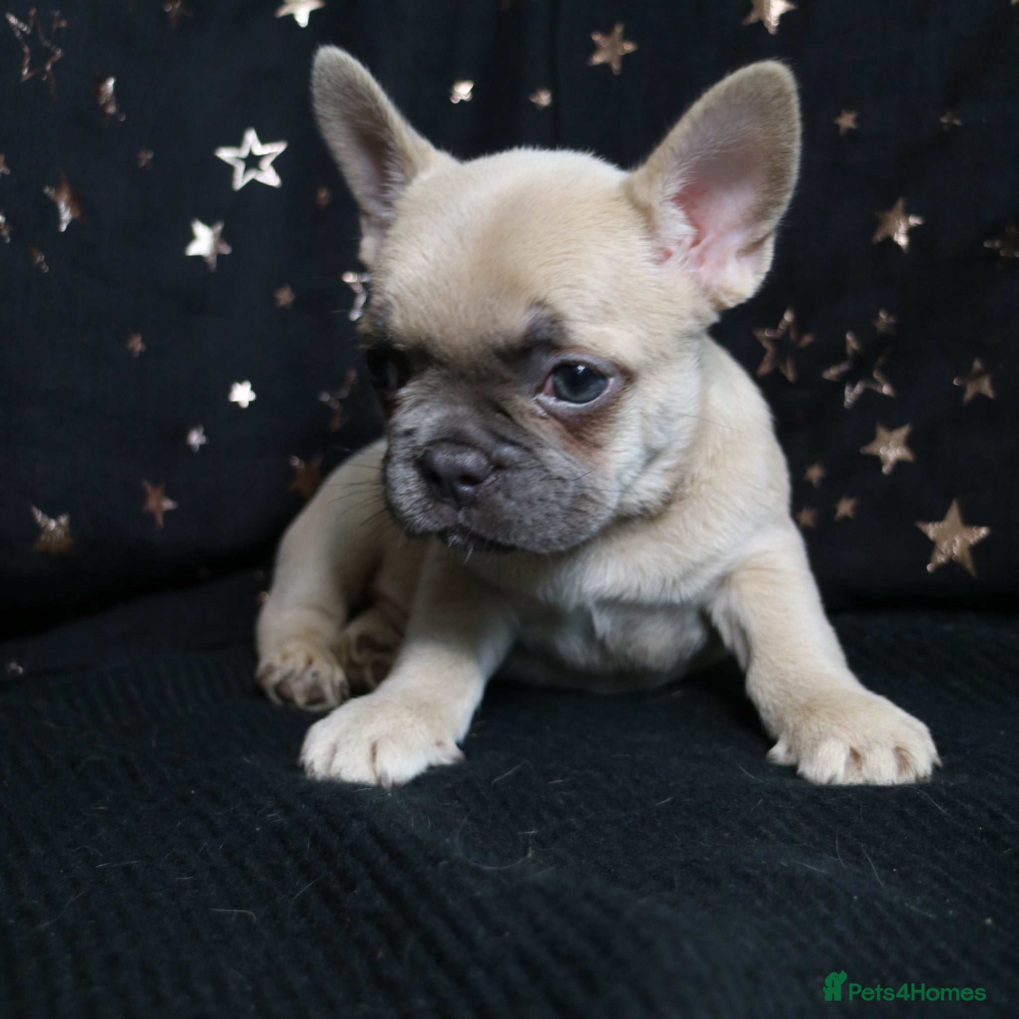 French Bulldog dogs for sale: Happy and health french bulldog puppies  in Braintree - Advert 13