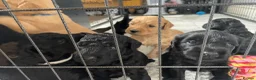 Double Doodle dogs for sale: Labradoodle/Sproodle X in Swindon - Advert 3