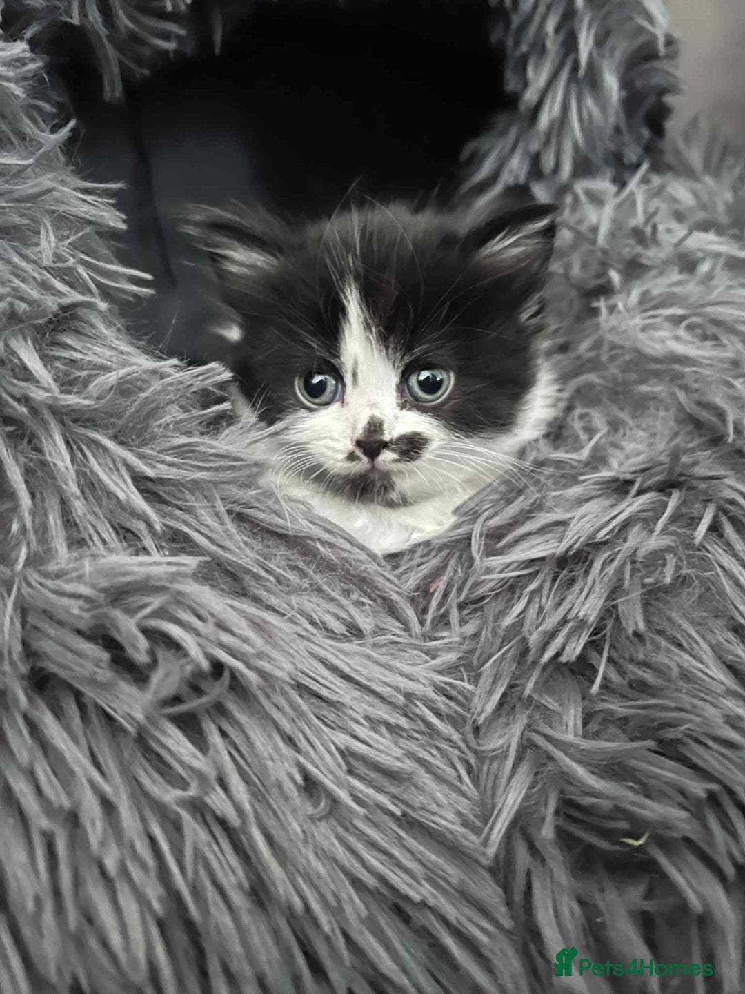 British Shorthair cats for sale: British shorthair/ tuexedo kittens  - Image 34