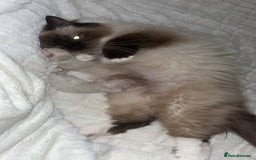 Ragdoll cats for sale: 3 beautiful ragdoll kittens - Image 8