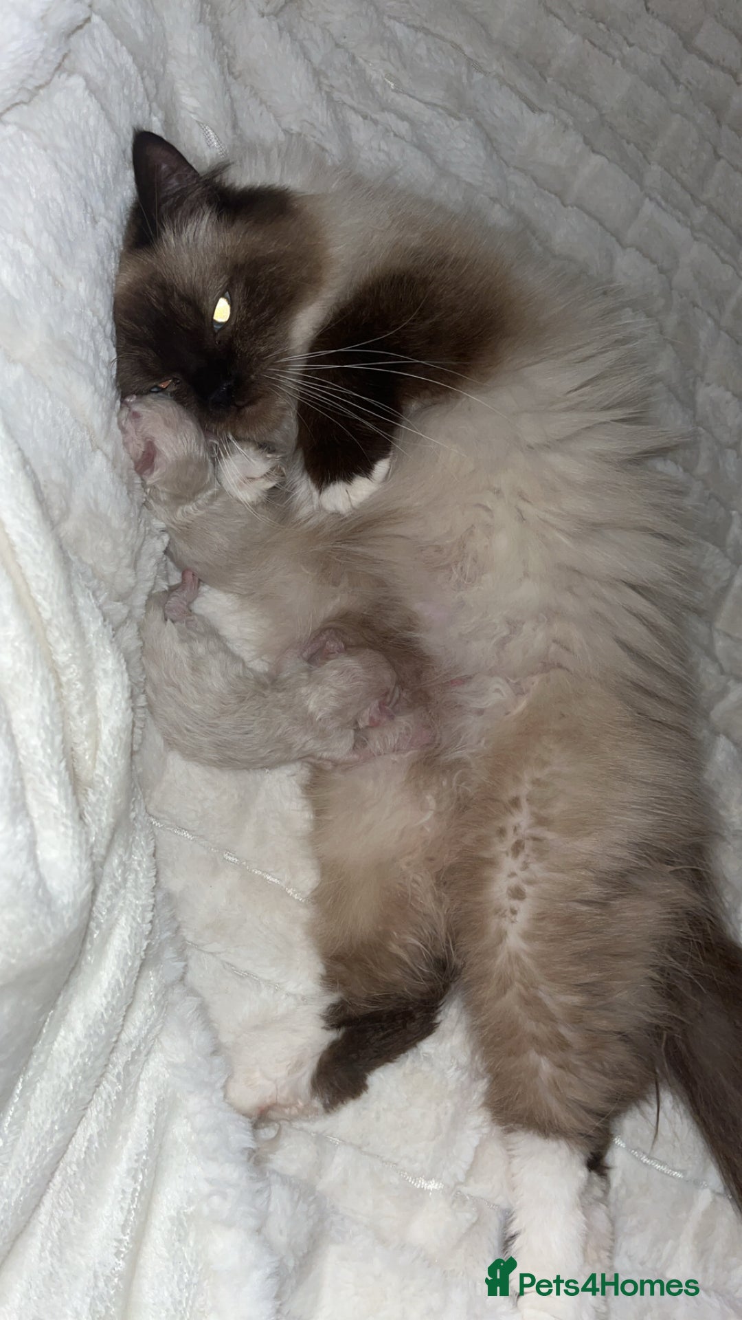 Ragdoll cats for sale: 3 beautiful ragdoll kittens - Image 8